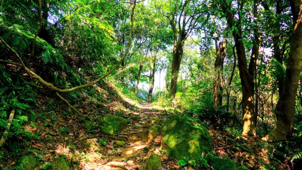 五堵獅頭山3096316