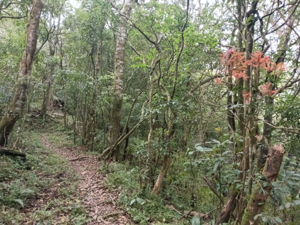 雙溪區打鐵寮山-鶯子嶺-坪溪山-烏山63號-烏山越嶺古道(坪溪山北峰)P字走3023723