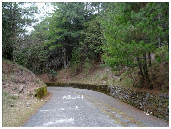 雪山神木步道1633607