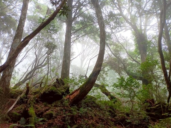 魔幻森林-塔曼山-202508102866574