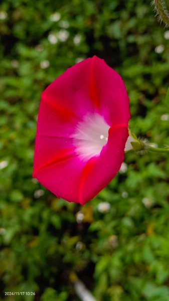 阿里山 #隙頂二延平 #頂石棹 #觀音圈 #雲海 #琉璃光 #雲瀑 #霧虹 11/172649811