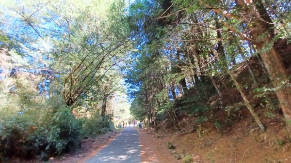 【台中和平】雪山神木步道x小雪山天池步道2933109