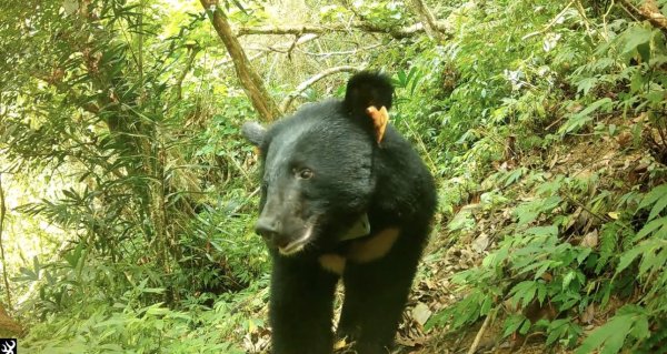【生態】臺灣黑熊Lanihu野放逾3月，體態結實帥氣入鏡