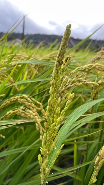 桃園大溪-花彩節🌼李騰芳古厝-月眉落雨松2934761