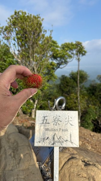 石壁上的花3106918