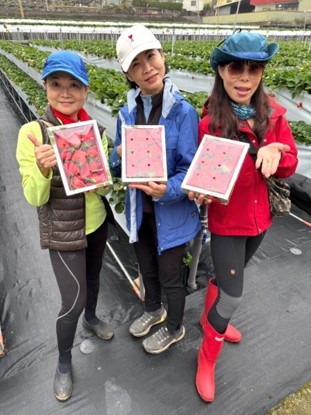 小百岳馬那邦山(H1407m)加碼採草莓2694720