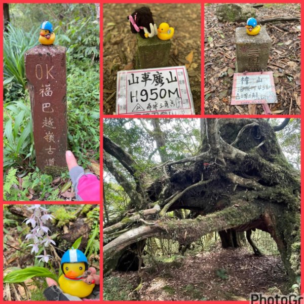 山車廣山.福巴越嶺O-神木群-水晶蘭-根結蘭2756293