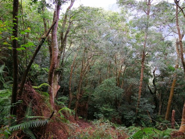 【台中。和平】谷關七雄入門款。 唐麻丹山874528