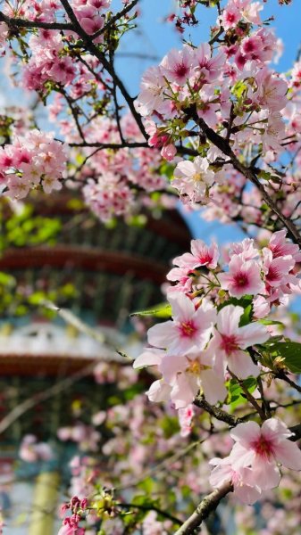 淡水天元宮賞櫻-三芝千手觀音如來2718446