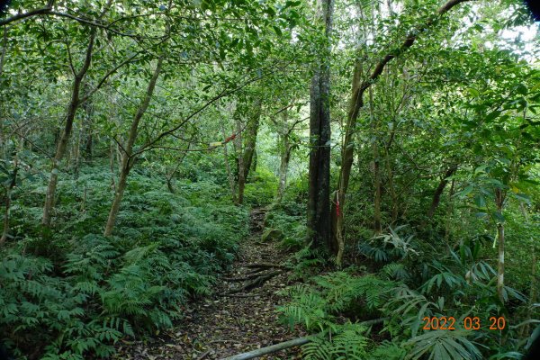 桃園 復興 那結山(那是山)1649190