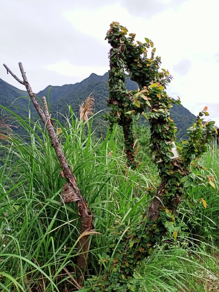 漫步悠遊泰雅族部落和烏來老街1544577