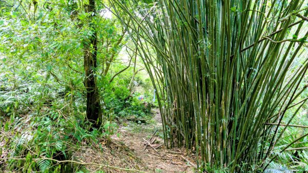 雙溪下坑古道2859480