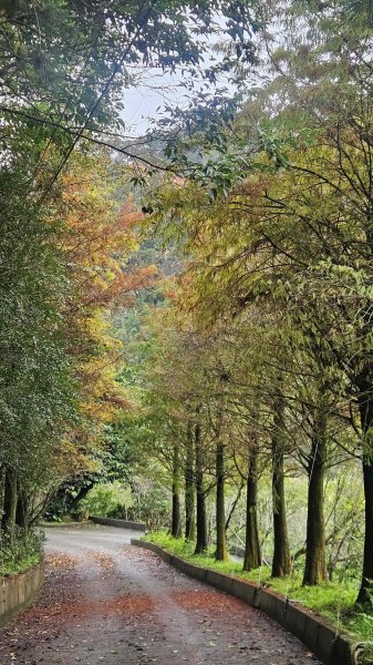 20251230九芎根山-芋圓尖-火炎山南主東峰-仁里坂山2977794
