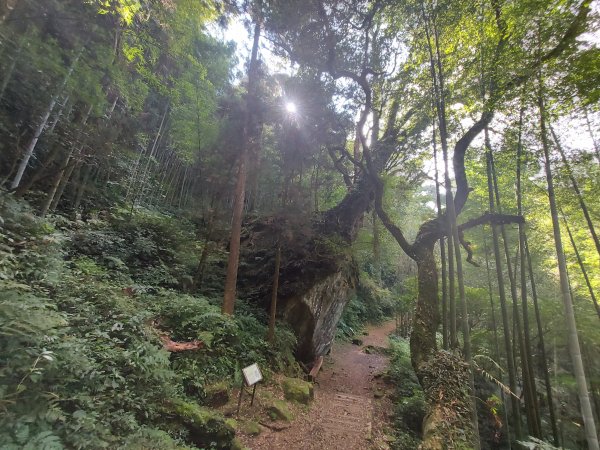 多林 大凍山 頂湖 霹靂山1223465