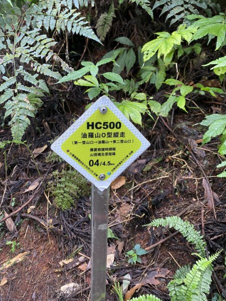 20250713-Ep.09油羅山步道-2025森遊竹縣皮皮獅探險隊2851881