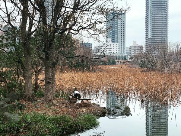 上野恩賜公園旅跑816765