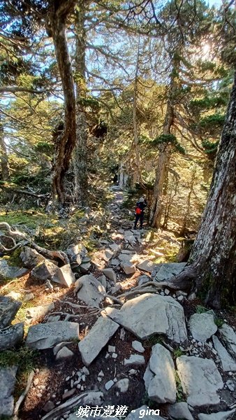 【台中和平】山迢路遠換壯闊山景。 No75百岳雪山東峰xNo2百岳雪山主峰 (兩天兩夜)2347688