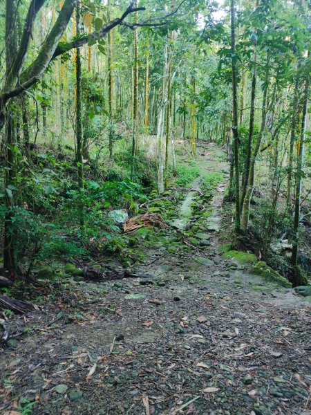 關仔嶺大凍山(夏季不要早上6點來、您會愛上這座山)2552179