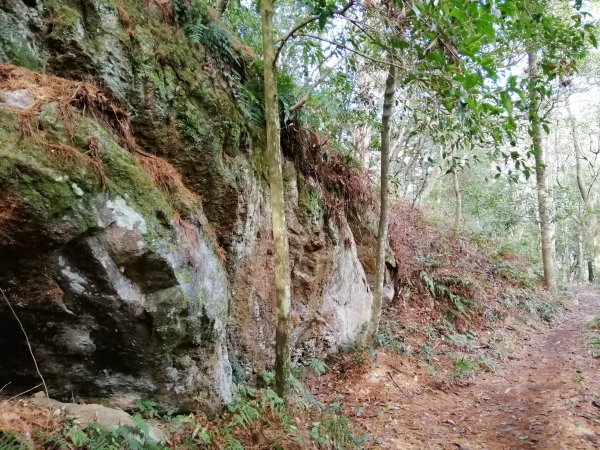 【台中。和平】谷關七雄入門款。 唐麻丹山874515