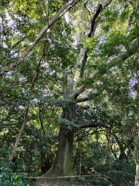 【新竹縣新埔鎮】飛龍步道2833128