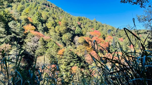 1101211大雪山230林道9.2k/雪山西稜登山口1546696