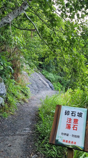 上帝的部落司馬庫斯神木群步道2176308