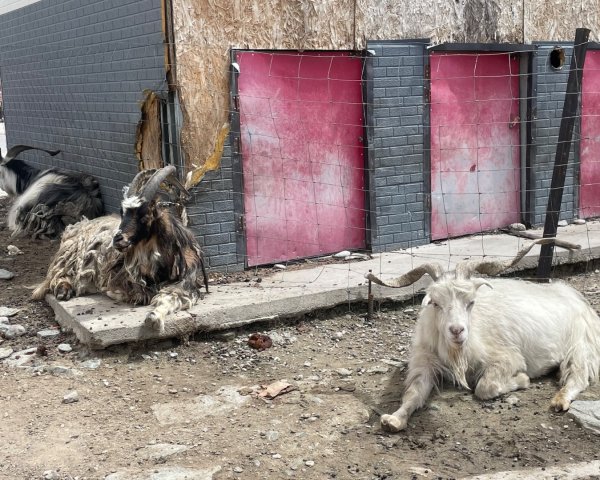 西藏♥️可愛動物🐎人物寫真/拉薩旅拍/美食2902888