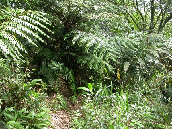 石硿大崙/姜子頭山1959513