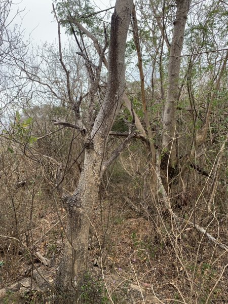 20250405屏東頂楓港山-上楓港山2757493