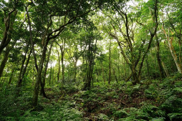 新竹 尖石 八五山、李崠山、鳥嘴下山3060737