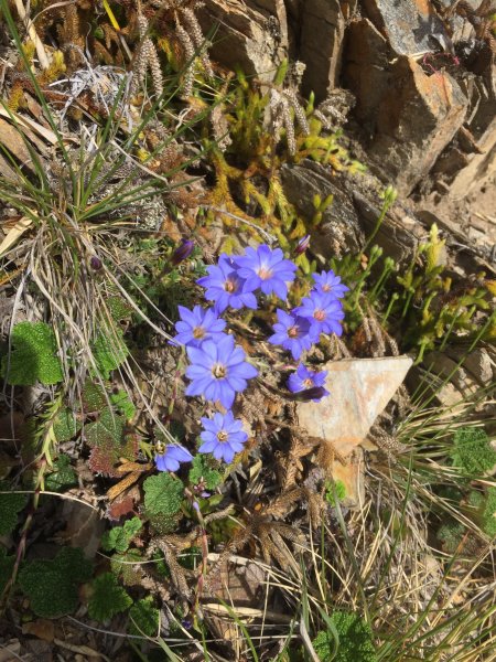 20200625南投合歡主峰1020309