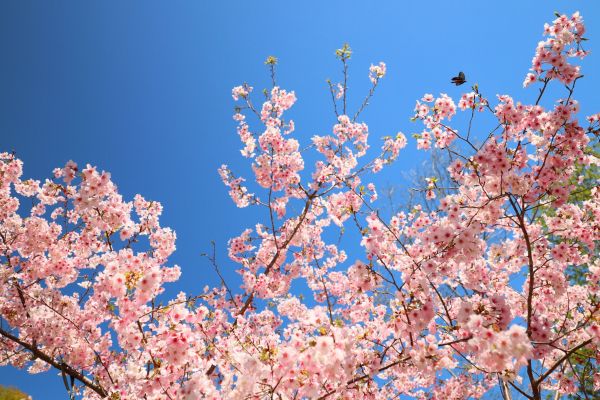 拉拉山的櫻花286517