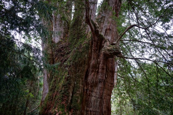 【輕忽】【大安溪神木】2695041