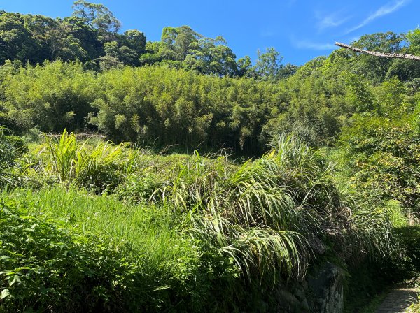 [走遍陽明山]2023_0910_大崎頭步道2279452