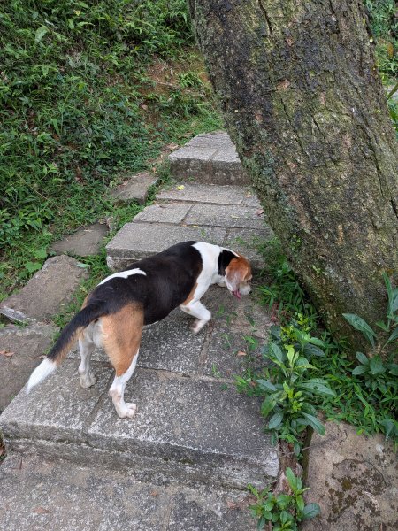 2025-05-17 三進三出九五峰 (象山、中華科大、麗山橋)2796904
