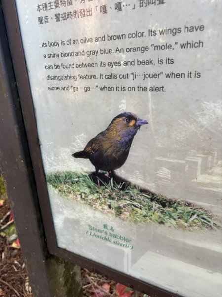 20251225塔山步道(大塔山)2970340