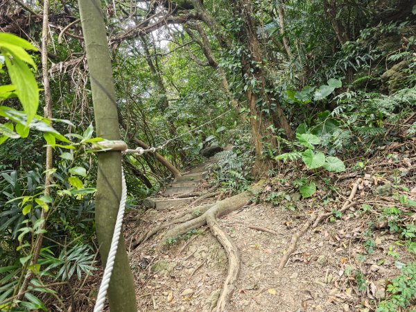[微笑山線_第三段] 2026_0725 新北桃園登山步道_大湖之森步道3101674