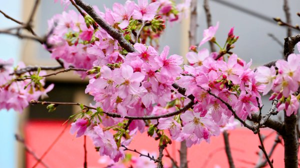 《蝶戀花。五色春深》2731645