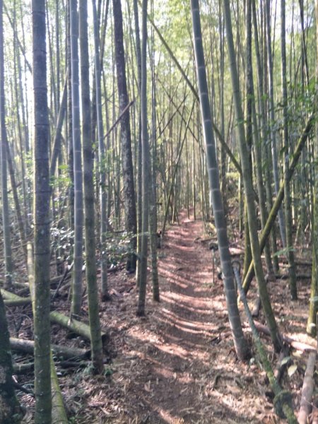 舊小百岳:水社大山1469011