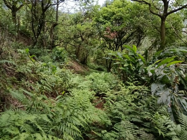 瑞芳區過港山+四腳亭砲台+深奧砲台山P字走2803746