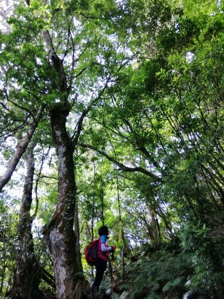 花蓮秀林~巨木森林。#86小百岳卡拉寶山1035553