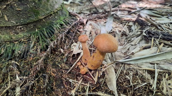 《南投》溪頭三秀｜溪頭山竹崙山志騰山O繞樟仔林林道202509212893460