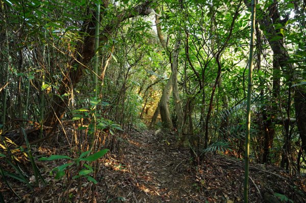 新北-桃園 娘子坑山、烏塗窟山、五十分山2427182