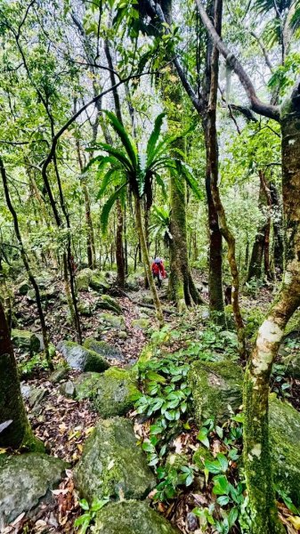 卡保石壁一葉蘭（耘夢谷上逐鹿山下O走）2809550