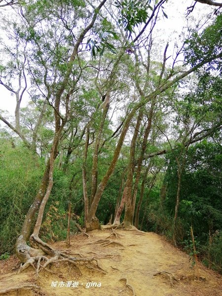 台中~蒼鬱森林芬多精~聚興山新田登山步道1258898