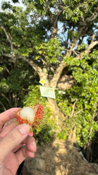 石壁上的花3106919