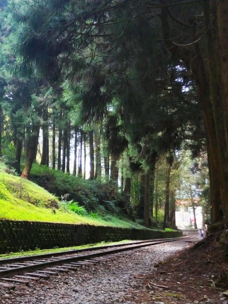 塔山步道阿里山森林鐵路909594