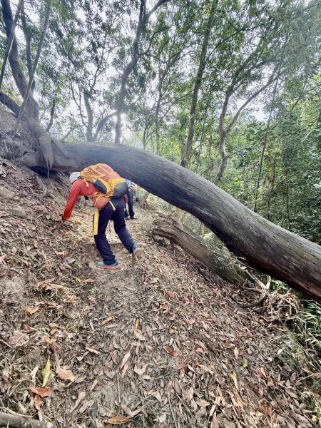 再訪八通關社寮古道登陳東坑山    2025.11.252946107