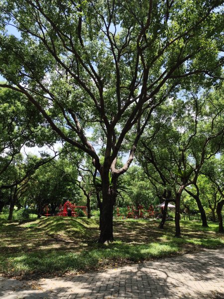 大安森林公園、港墘公園、文德三號公園【走路趣尋寶】【臺北健走趣】2549681