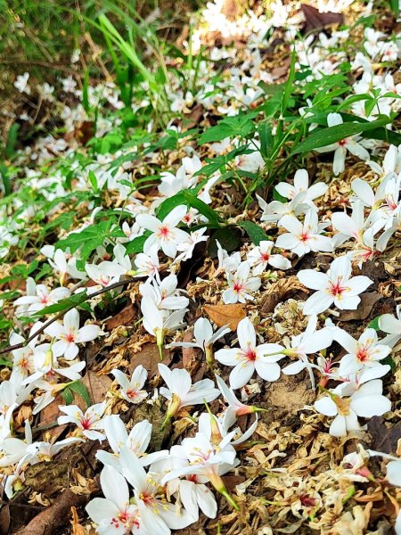 造橋車站-口山古道-鹿廚坑步道3039845